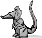 rat